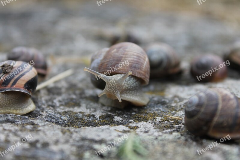 Snail Weird Shell Nature Strange