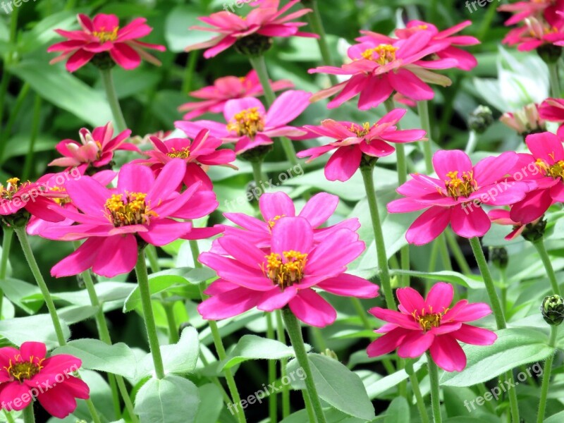 Nature Plant Flower Summer Pink Zinnia