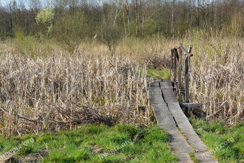 Footbridge Bridge Reeds Nature Free Photos