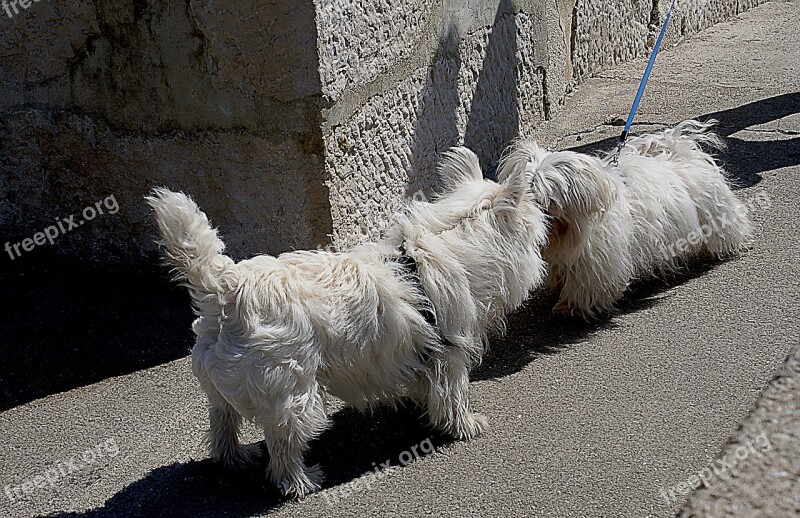 Dogs Small Dogs Maltese White Dog White Maltese