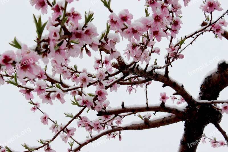 Cherry Blossoms Snow Snow Out Of Season Omori Free Photos