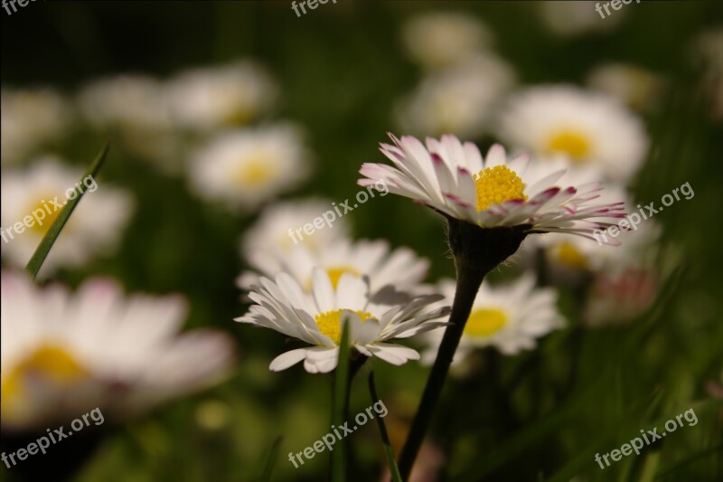 Daisy Meadow Colorful Wildflowers Nature