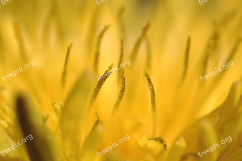 Dandelion Macro Yellow Nature Spring