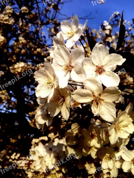 Flowers Vanilla Nature Aroma White