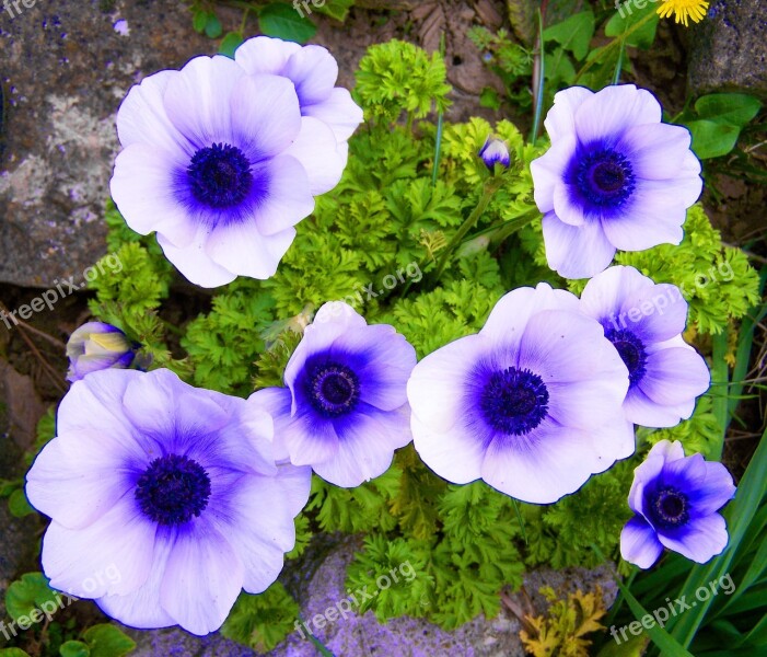 White-blue Anemone Wind Flower Spring Flower Garden Free Photos