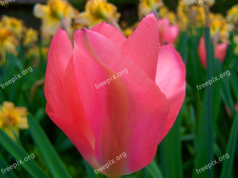 Pink Tulips Tulip Spring Flower Garden Free Photos