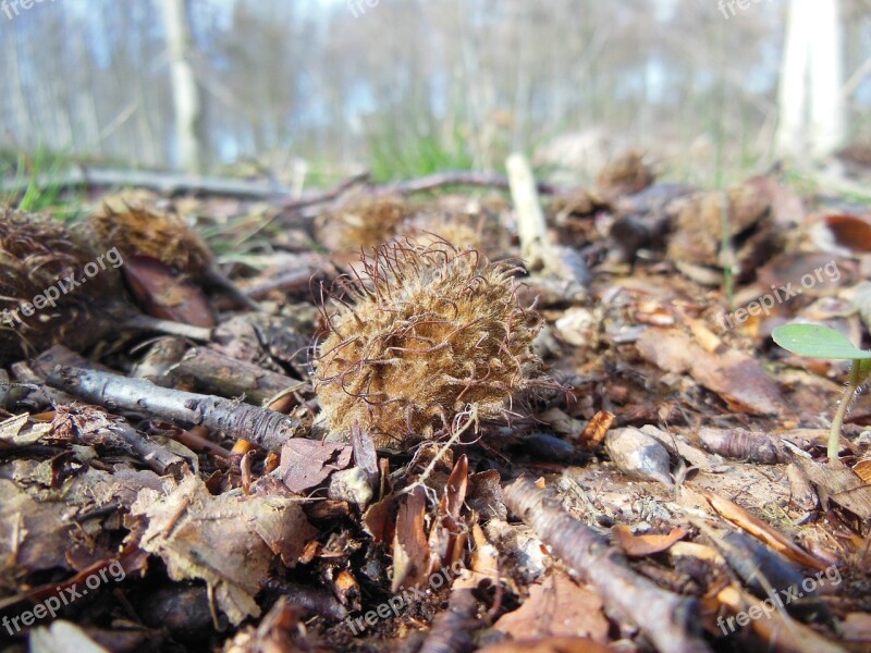 Fagus Sylvatica Seed Forest Forest Floor Spiny