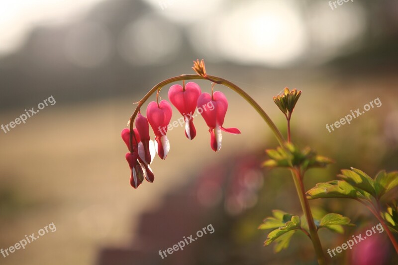 Bleeding Heart Flowers Landscape Free Photos