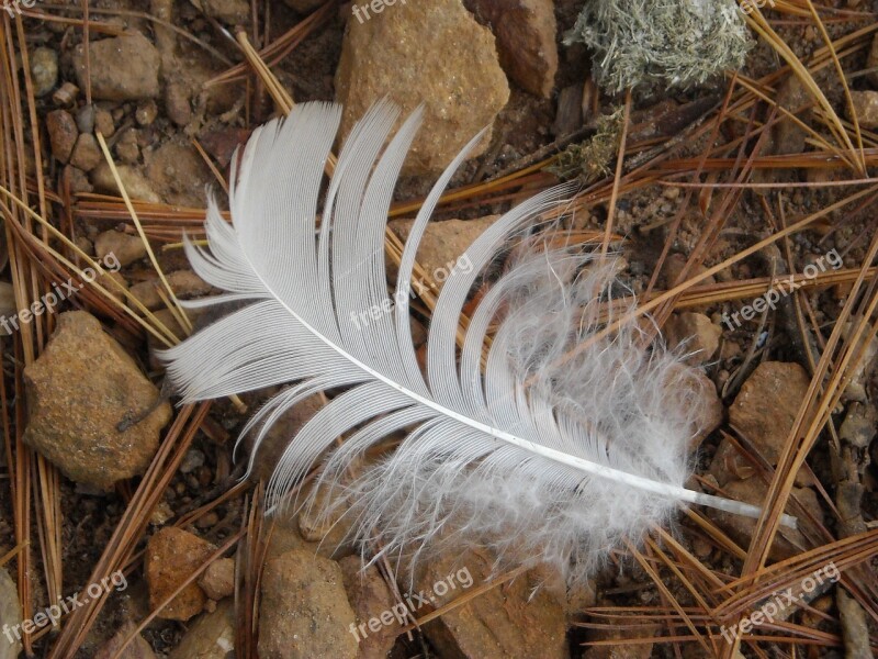 Duck Feather Bird Wildlife Nature