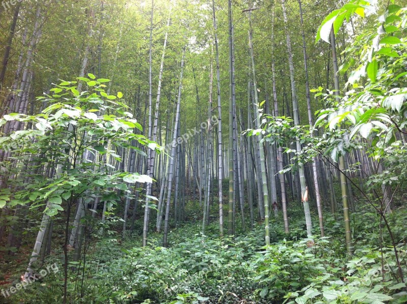 Nanshan Bamboo Spring Free Photos