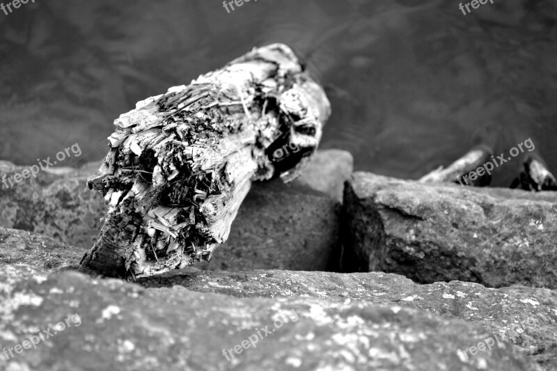 Log Tree Water Port Pier