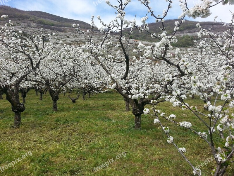 Cherry Trees Valley Jerte Flowers Spring