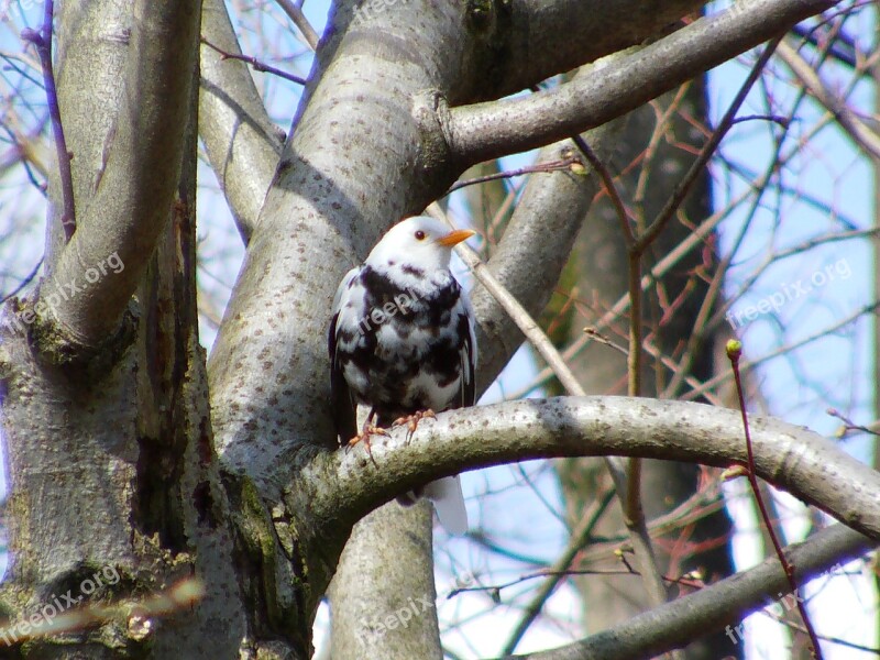 Blackbird Rarely Bird Tree Free Photos