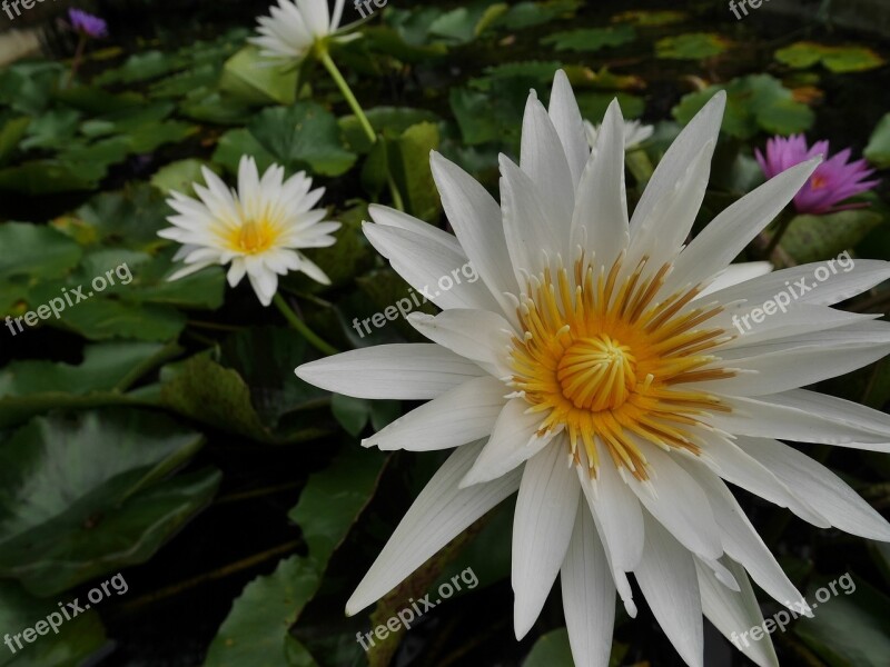 Lotus Flowers Water Surface Botanical Garden Southern Countries