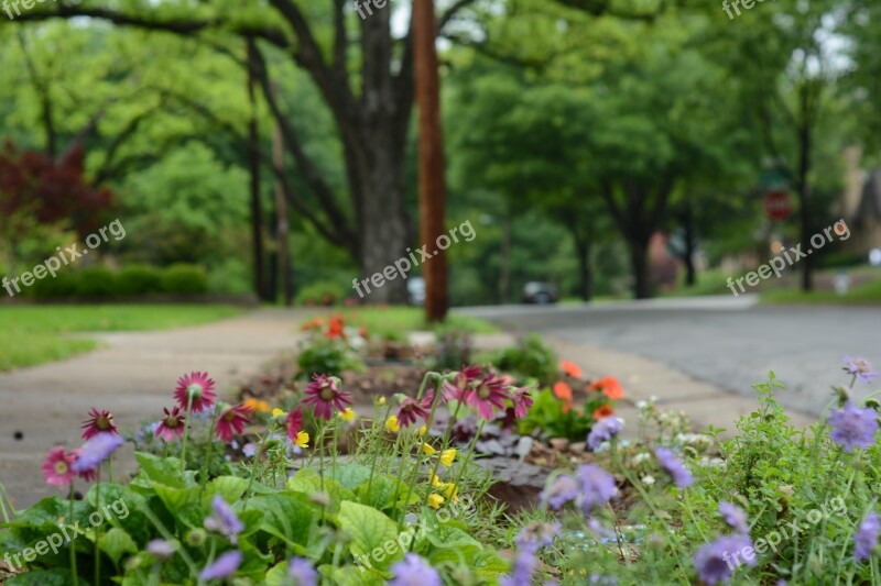 After Rain Flowers Street Quiet Street Flower Bed