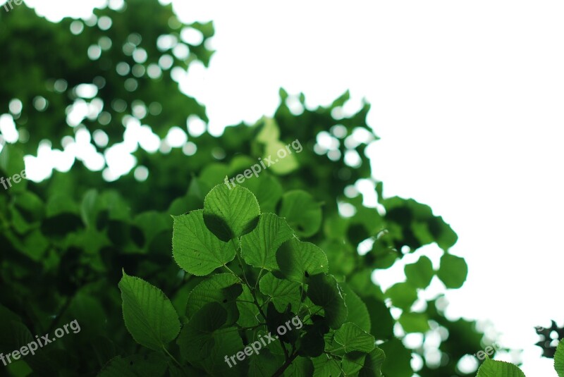 Green Leaves Nature Leaf Environment