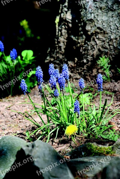 Flowers Spring Purple Purple Flower Harbinger Of Spring