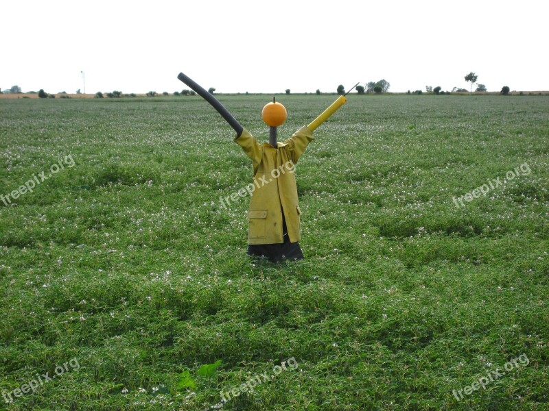 Scarecrow Field Woman Of Straw Agriculture Country Life