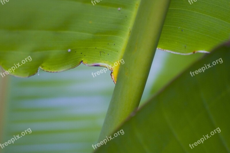 Banana Leaves Maui Hawaii Free Photos