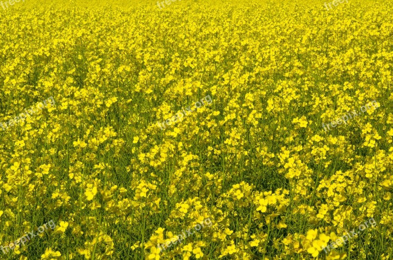 Canola Field Yellow Agriculture Rural