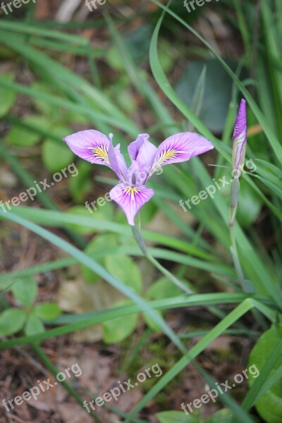 Flower Forest Leaves Vegetation Plant