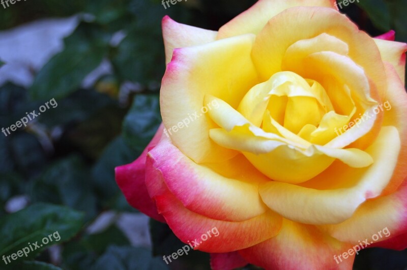 Rosa Flower Yellow Pink Flower Petals