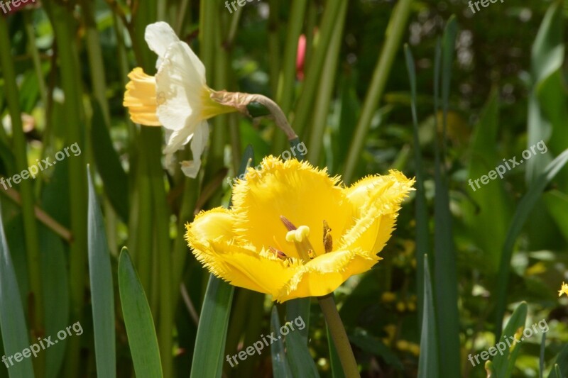 Yellow Flower Garden Plant Close Up