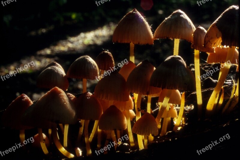 Mushroom Forrest Nature Poison Darck