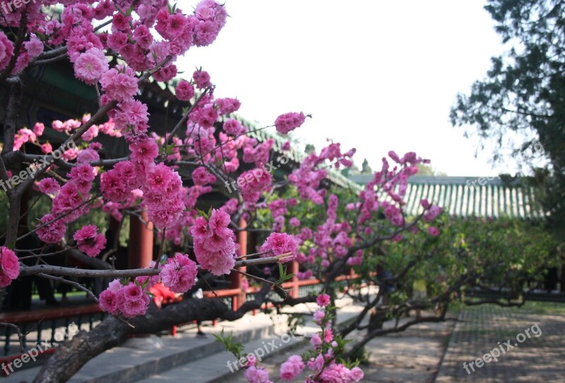 China Flower Beijing Spring Blossom