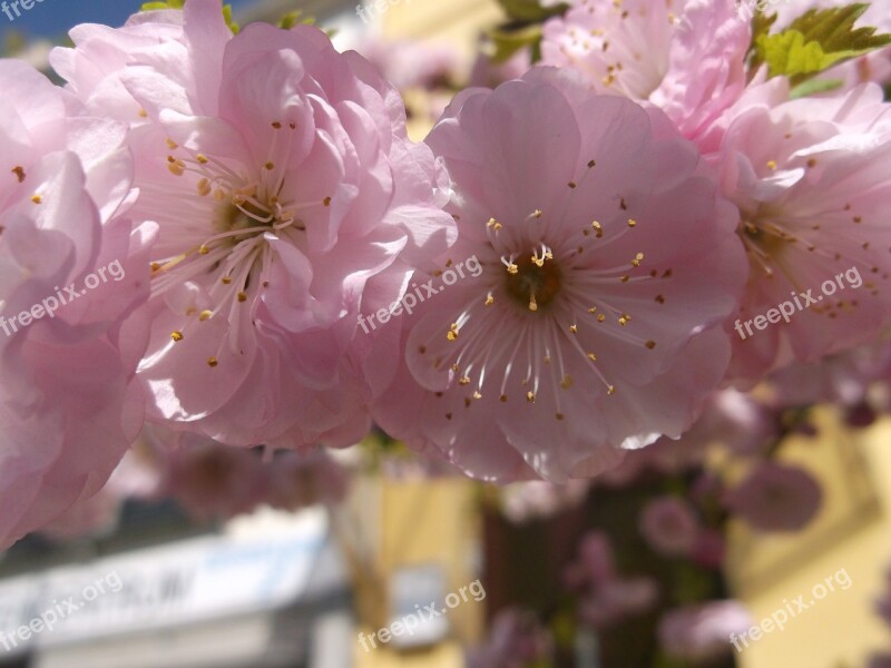 Bremen Spring April Blossom Bloom