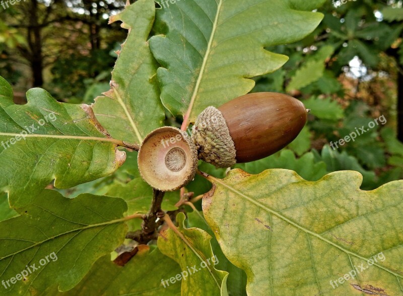 Oak Tree Acorns Oak Nature Tree