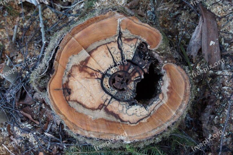 Collection Tree Disease Natural Art Mountain Of Tires Rotted