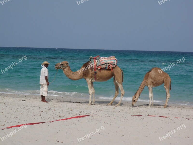 Dromedary Mahdia Tunisia Beach Sea