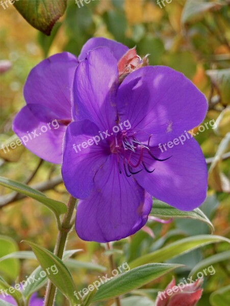 Trebuchina Flower Garden Purple Blossom