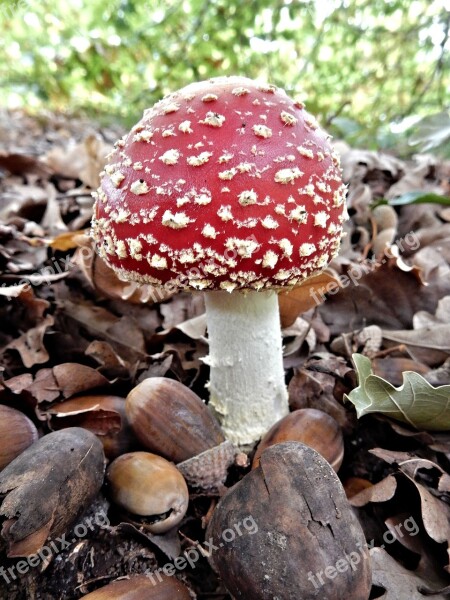 Fly Agaric Fungi Fly Agaric Nature