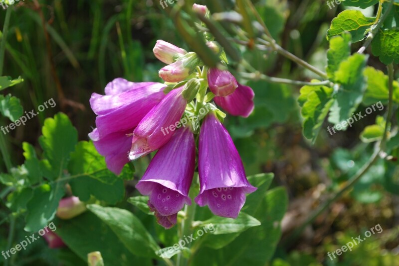 Foxglove Digitalis Purpurea Flower Green Summer