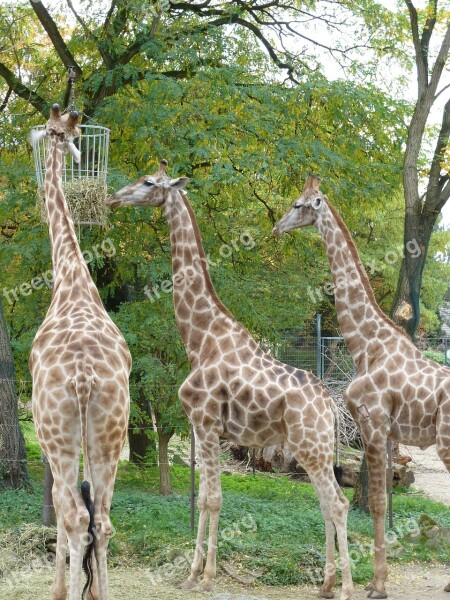 Giraffes Zoo Africa Nature Animal