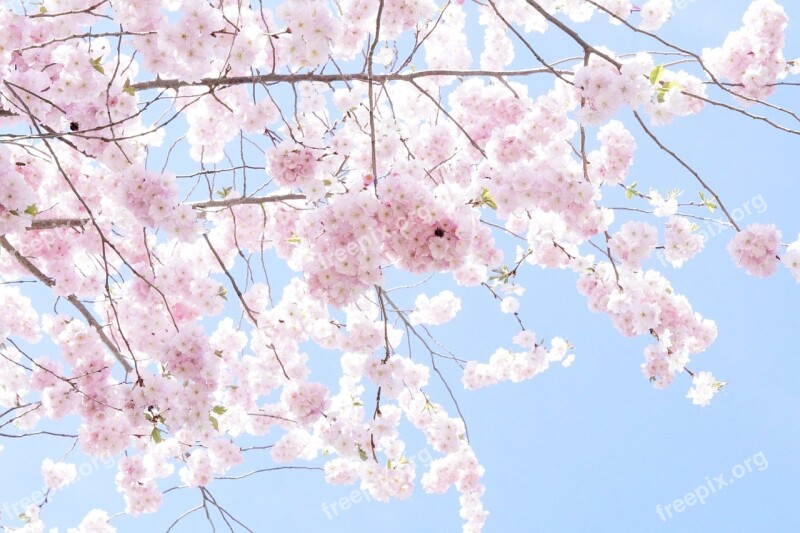 Tree Flower Tree Bloom Spring Pink