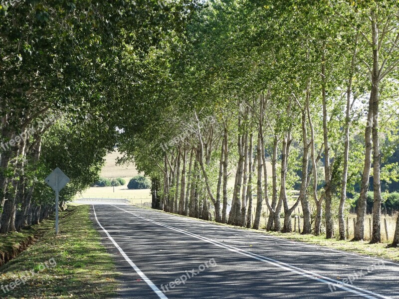 Trees Path Southern Chile Free Photos