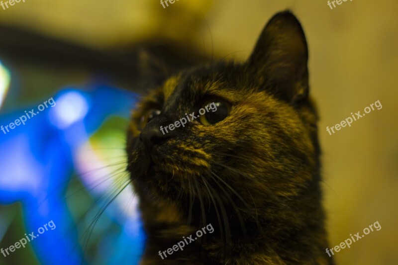 Cat Snout Bobtail Animal Cat's Eye