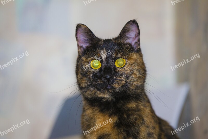 Cat Snout Bobtail Animal Cat's Eye