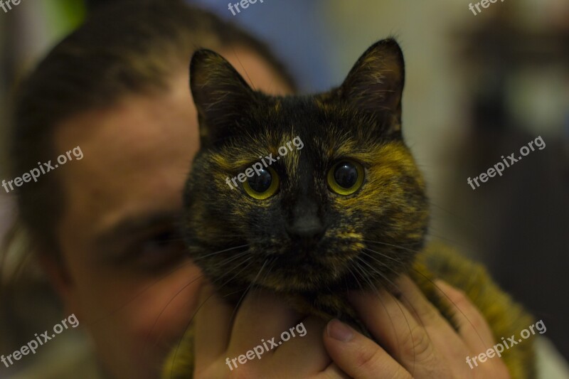 Cat Snout Bobtail Animal Cat's Eye