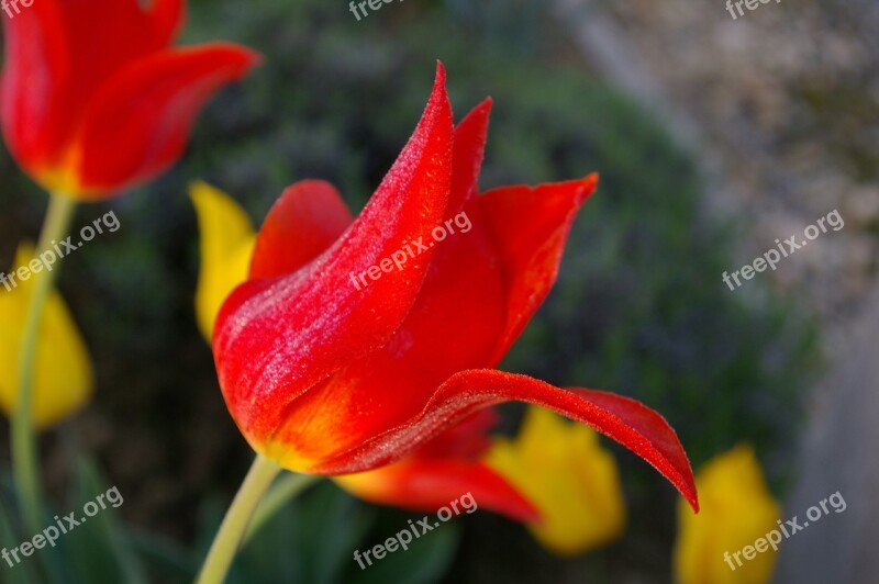 Tulip Flower Garden Spring Red Tulip