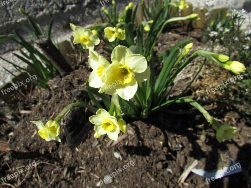 Daffodils Yellow Spring Flowers Earth Close Up Free Photos