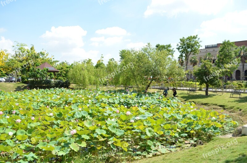 Lotus Pond Asian University Blue Day Baiyun Nature