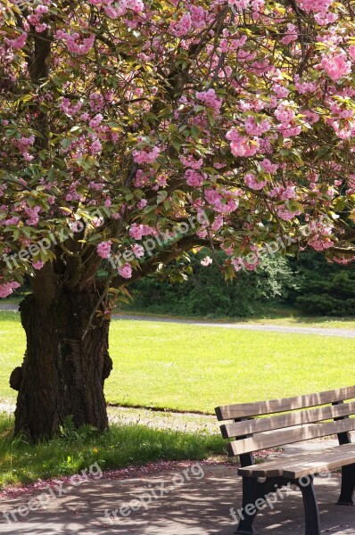 Leipzig Southern Cemetery Tree Flowers Pink