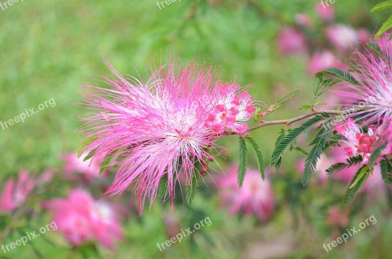 Flower Plush Flower Pink Mellow Free Photos