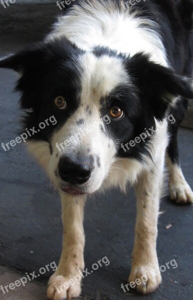 Dog Australian Shepherd Canine Pet Animal