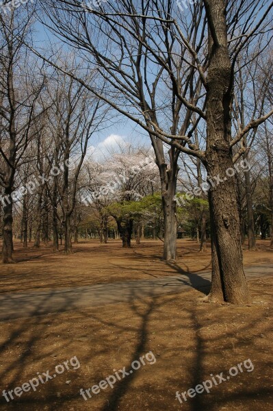 Yoyogi Park Tokyo Metropolitan Area Shibuya Yoyogikamizono Cho Jinnan Chome