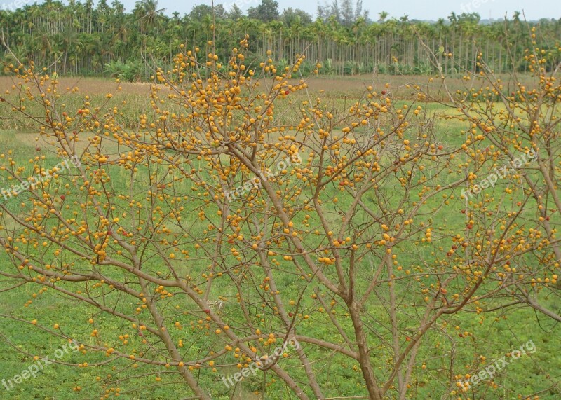 Berries Wild Fruit Ripe Bird Feed